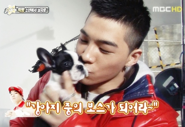 Hogged up on love and kisses Taeyang's Boston Terrier Boss